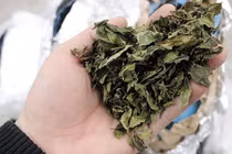 Bí ẩn loại “chè xanh” độc hại gấp 500 lần ma túy