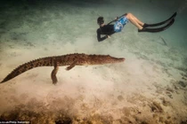 Mỹ: Cậu bé 14 tuổi bơi cùng bầy cá sấu hoang trong rừng