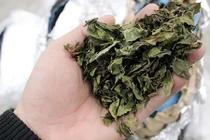 Bí ẩn loại “chè xanh” độc hại gấp 500 lần ma túy