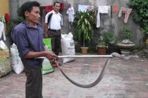 Gặp gỡ người đàn ông dị tật là khắc tinh của rắn độc