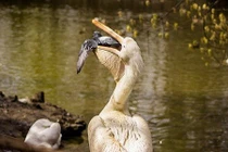 Bồ nông cả giận nuốt gọn bồ câu dám cướp cá