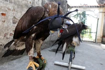 Đại bàng vàng Mông Cổ giá 10.000 USD của đại gia Việt