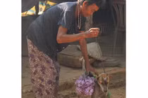 Cụ bà 80 tuổi luyện chó đi giao hàng ở Tây Ninh