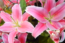 Các loài hoa cấm kỵ tuyệt đối không đặt trên bàn thờ