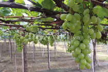 Mướt mắt ngắm vườn nho trái mùa vẫn sai trĩu giàn