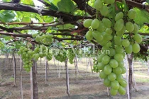 Mướt mắt ngắm vườn nho trái mùa vẫn sai trĩu giàn
