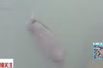 Hải mã 1,5 tấn dìm chết du khách trong vườn thú ở TQ 