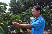 Làm giàu trên miền biên giới nhờ cà phê và... vịt
