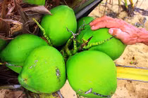 8.000 đồng/ trái, dừa xiêm lùn da xanh ở Bình Định "cháy" hàng