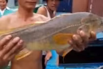Ngư dân Đồng Nai bắt được cá lạ nghi cá sủ vàng tiền tỷ