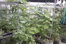 Sân thượng 60m2 thành chuồng chim và vườn rau trái lúc lỉu