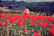 Giới trẻ phát sốt với cánh đồng hoa tulip ở Lào Cai