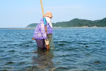 Cận cảnh nghề dầm mình trong sóng nước, đi "giật lùi” kiếm sống