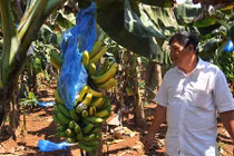 Người trồng chuối khốn đốn vì giá thấp kỷ lục trong 2 năm