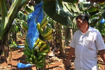 Người trồng chuối khốn đốn vì giá thấp kỷ lục trong 2 năm