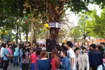 Đứng hàng giờ chờ hoa ngọc kỳ lân rụng cầu may