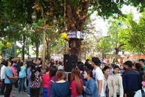 Đứng hàng giờ chờ hoa ngọc kỳ lân rụng cầu may