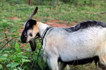 Lặn lội lên bản "săn" đặc sản dê núi ăn Tết