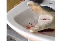 Rùng rợn cảnh cá sấu bị chặt đầu vẫn cắn đớp điên dại