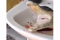 Rùng rợn cảnh cá sấu bị chặt đầu vẫn cắn đớp điên dại