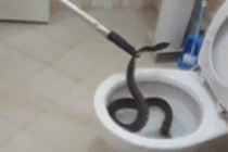 Hoảng hồn phát hiện rắn độc ẩn nấp trong bồn cầu