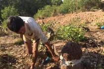 Trộm hài cốt, trộm luôn đất: Hành động ban ngày