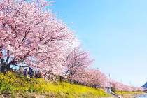 8.000 cây anh đào nở rộ ở Nhật