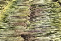 Quảng Ngãi: Mùa “lộc rừng” kém vui vì mưa lạnh