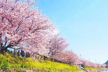 8.000 cây anh đào nở rộ ở Nhật