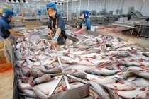 “Vua cá tra” Hùng Vương sa cơ lỡ vận vì đâu?