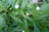 Loại cây là thần dược có nó cả nhà không ốm đau mà ai cũng thờ ơ