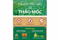 [Infographic] Cách làm thuốc trừ sâu bằng hành tăm, ớt, tỏi, gừng