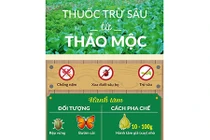 [Infographic] Cách làm thuốc trừ sâu bằng hành tăm, ớt, tỏi, gừng