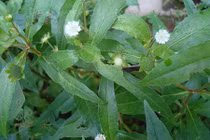 Loại cây là thần dược có nó cả nhà không ốm đau mà ai cũng thờ ơ