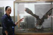 Kỳ lạ “đại bàng đất” được cả làng ở Hà Nội sùng bái như thần 