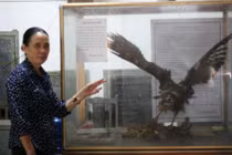 Kỳ lạ “đại bàng đất” được cả làng ở Hà Nội sùng bái như thần 