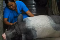 Chuyện lạ kỳ về chú heo tinh khôn biết ăn chay và nghe kinh Phật 