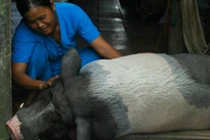 Chuyện lạ kỳ về chú heo tinh khôn biết ăn chay và nghe kinh Phật 