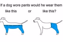 Câu hỏi tranh cãi gay gắt Internet: Chó nên mặc quần như thế nào?
