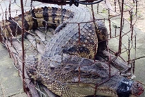 Lại bắt thêm cá sấu dài 1,2 m ở khu dân cư