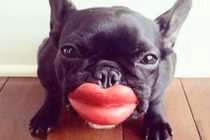 Chết ngất khi thấy những hình ảnh kỳ dị chưa từng gặp trong đời