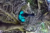 Vắng chim mẹ, rắn mò lên tổ nuốt gọn 4 trứng chim xanh