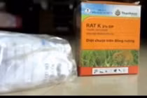 Kinh hoàng chuột sinh sôi khi nông dân dùng thuốc...diệt chuột