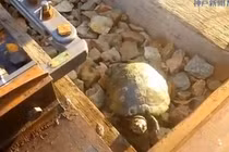 Kỳ công đường dành riêng cho rùa ở Nhật