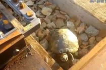 Kỳ công đường dành riêng cho rùa ở Nhật