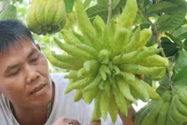 Phật thủ đẹp dị thường, được trả giá 12 triệu đồng