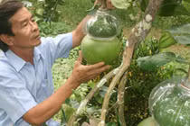 Bưởi hồ lô Việt "so găng" trái cây tạo hình Trung Quốc 