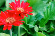 Những loài hoa ngày Tết nên chưng trong nhà để đón tài lộc