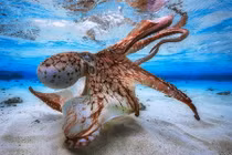 Đại dương kỳ ảo trong loạt ảnh đạt giải nhiếp ảnh dưới nước