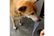 Chú chó giúp chủ nghèo bán vé số ở Cà Mau